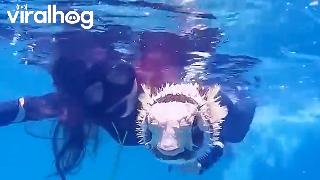 Snorkeler Swims With a Pufferfish || ViralHog