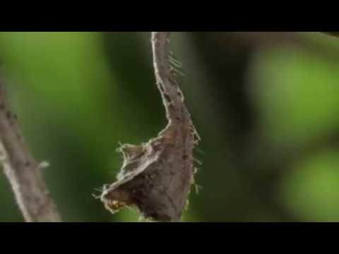 Kinder der Sonne :  Unsere Schmetterlinge [DOKU]