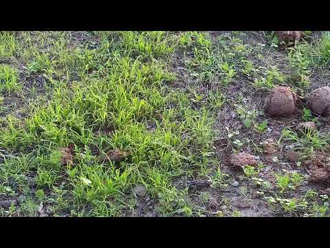 Djuma: Red-billed and Yellow-billed Hornbills - 05:15 - 12/19/19