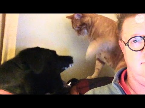 Cat And Dog Fight Behind Their Dad While He Calmly Watches The News