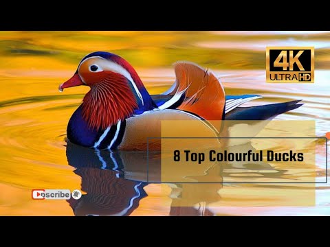 , title : '8 Top Colourful Ducks 4K'