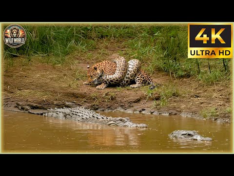 THE ANACONDA: Nature’s Silent Killer Strikes Without Warning! | Animal Documentary