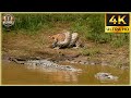 THE ANACONDA Nature S Silent Killer Strikes Without Warning Animal Documentary