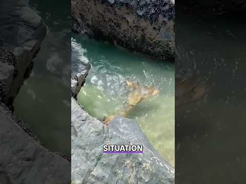 Jamaican Mermaid Encounter In Flat Bridge Jamaica