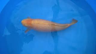 video van Karashigoi Yellow Magic KA-V22-04196