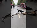 Dogs Rescue Eagle Trapped By Giant Python