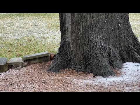 Snow in Austin 1-10-21