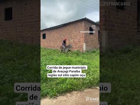 Corrida de jegue Araçagi Paraíba região sul sítio capim-açu