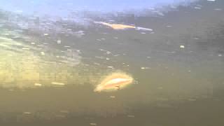 Duo воблеры deep feat 90d