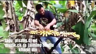 Download lagu Dj pucuk pisang cap kodok mp3
