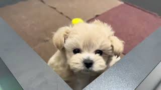 ハーフ犬の動画01