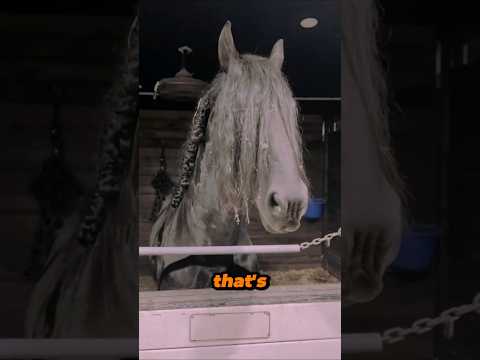 To CUT or Not to CUT Your Horse's FORELOCK?  #horse #equestrianjourney #animallife #facts