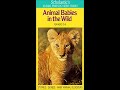 Opening To Animal Babies In The Wild 1987 VHS 1995 WHV Reprint Redone With Capture Card