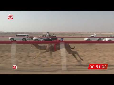  ش 27 (دوله) لـ طارق الحمدي 2:07 ، شارة الصندوق 2026/07/13 فطامين الروضة