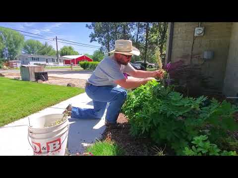 Trimming Lupine Plants