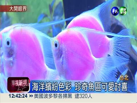 蝙蝠魟魚.仙后水母 魚博會吸睛