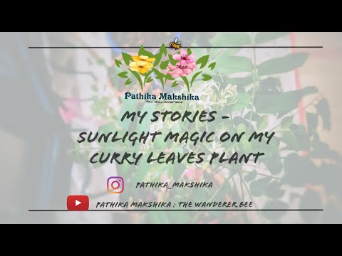 Ranjitha Hegde R My Stories- Sunlight Magic On My Curry Leaves Plant