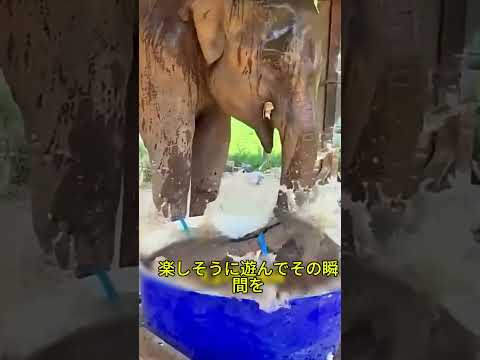 🐘💖 赤ちゃんゾウ、可愛すぎて反則…