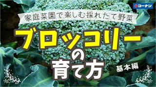 ブロッコリーを育てよう！【秋野菜】