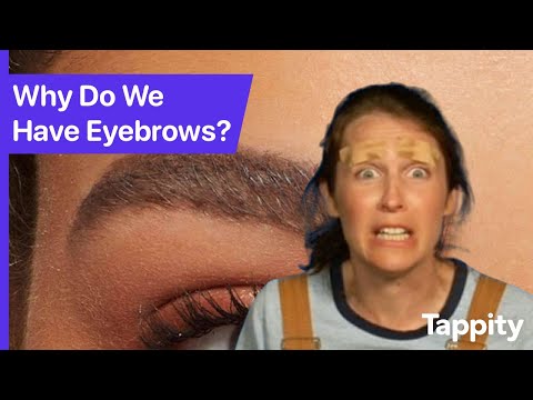 Why Do We Have Eyebrows? | Human Body for Kids | Ask Tappity: Science Questions & Answers