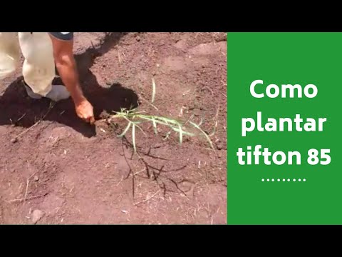 How to Plant Tifton 85