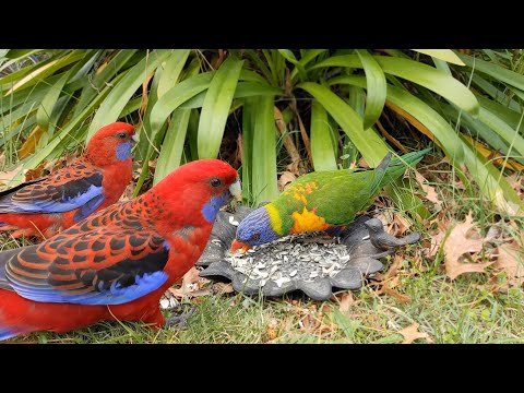 Crimson Rosellas & Rainbow Lorikeet | 4K | Bird Watching