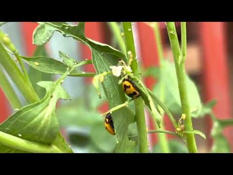 Lady bird bugs 🐞 🐞