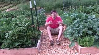 How to Have a Completely Organic Pest Free Garden by Simply Planting
Lots of Plants!