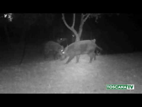 2017-08-01 FIRENZE - BRANCO CINGHIALI SFONDA RECINTO E FA STRAGE DI PULCINI