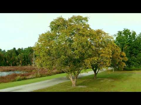 I Crashed my Mavic 2 Zoom