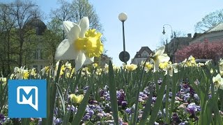 München im Frühlingsfieber: So schön ist die bayerische Landeshauptsta