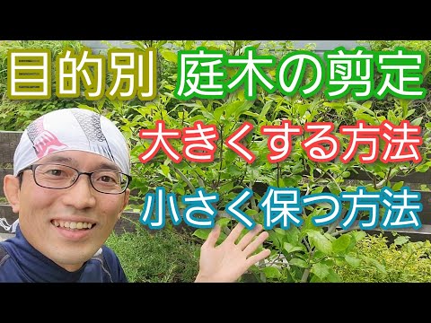 6月に庭で何を剪定しますか？やり方は？完全なガイドをご覧ください。  庭園