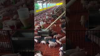 Porcicultura en 2025: más carne, más control, más mercado 🐖📈