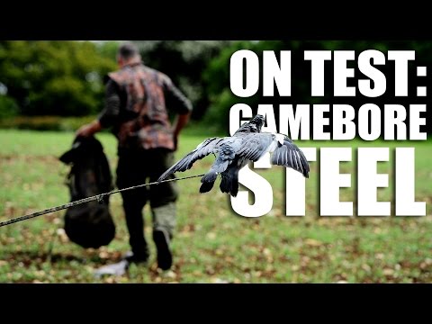 Shooting pigeons with steel Shooting pigeons with steel