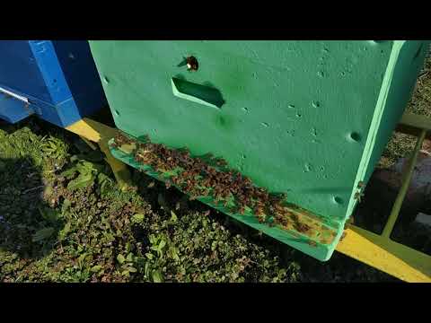 20.04.2019 Розвиток бджолосімей в ППУ і дерев'яних вуликах