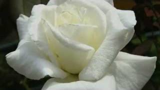 MARIA BETHANIA   " ESTRELA "