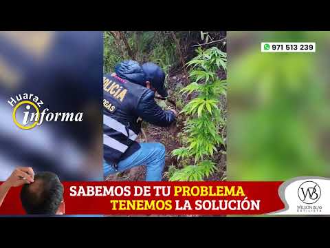 INTERVIENEN plantación de Marihuana en Cajay  Huari