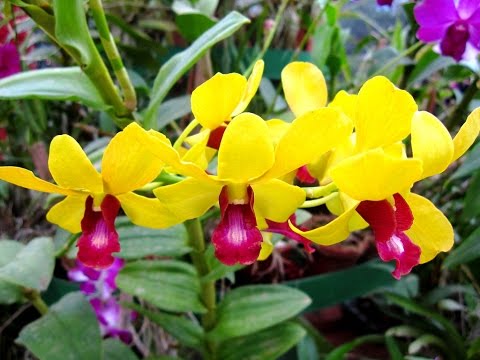 Orchid (Orchidaceae) Flower and Beethoven Music, Moonlight Sonata