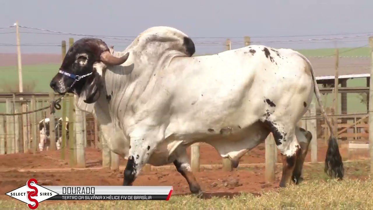 Vídeo DOURADO FIV LXG IMPERIAL