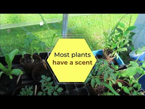 Mystery Plants: How to fix it