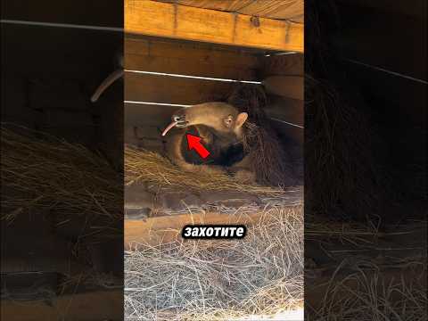 Ты не сможешь узнать этих животных так близко 😱🐾