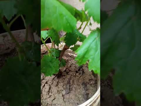 api Shabnum ki Nursery 🌵🌴 #plant #houseplants #pakistan #flower #indoorplants #pance #gardening #1k