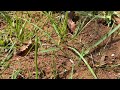 Lawn Taking Over by Ants in Port Monmouth, NJ
