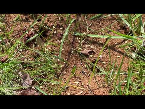 Lawn Taking Over by Ants in Port Monmouth, NJ