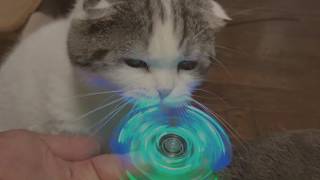 スピナーであんずさんと遊ぼう!!