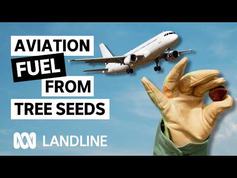 Farmers Transform Grazing Land with Oil Tree Plantations | Landline | ABC iview