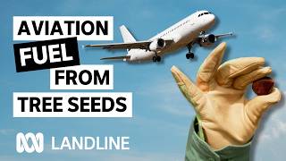 Why farmers are planting oil trees on grazing land | Landline | ABC iview