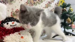 ブリティッシュショートヘアの動画01