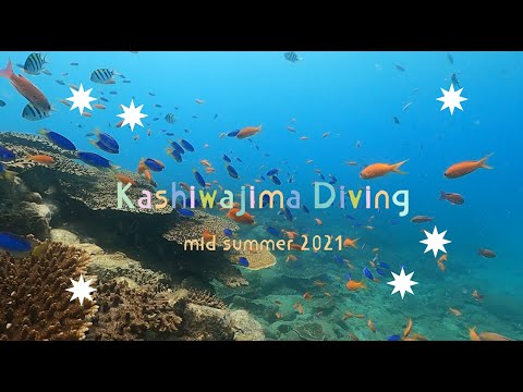 真夏の柏島ダイビング 2021