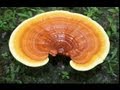 Health Benefits Of Reishi Mushroom 